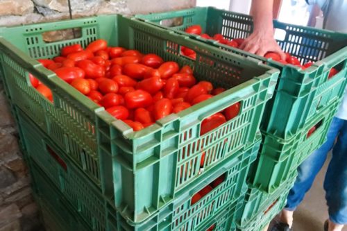 スイス・イタリア語圏、トマトソース用のトマト