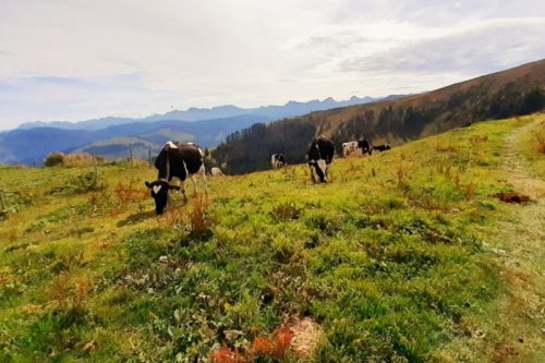 スイスの山でトレイルランを迎える牛