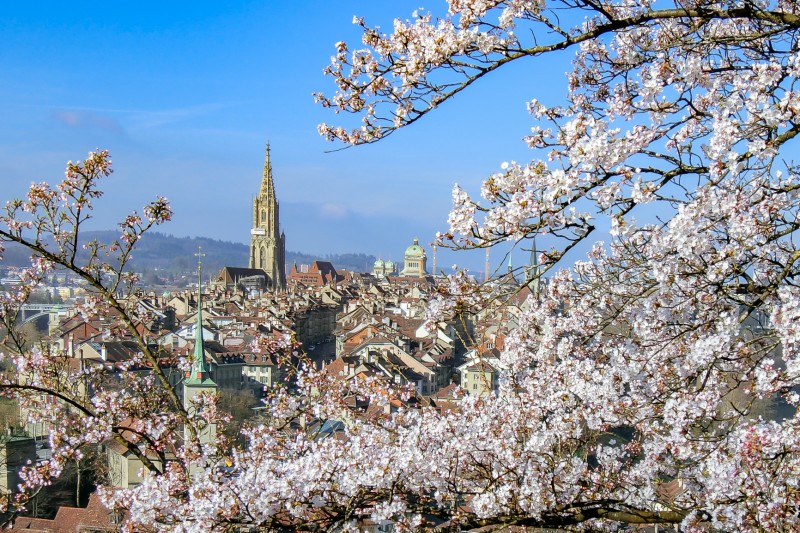 ベルンにあるバラ公園の桜と旧市街の風景