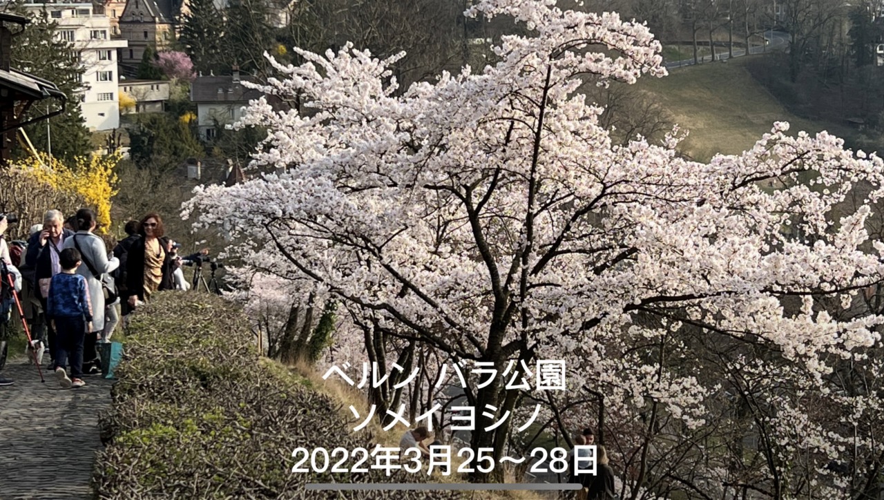 2022年ベルン・バラ公園の桜、ソメイヨシノ満開　YouTube動画
